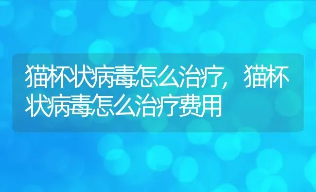 猫杯状病毒怎么治疗,猫杯状病毒怎么治疗费用 | 宠物百科知识