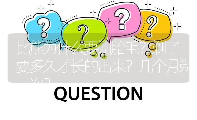 比熊为什么要剃胎毛？剃了要多久才长的出来？几个月剃一次？ | 动物养殖问答