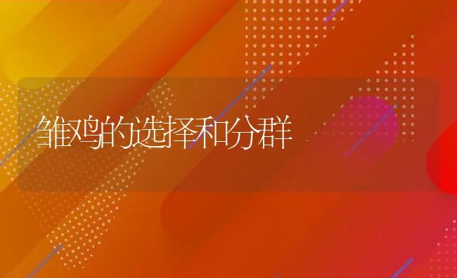 雏鸡的选择和分群 | 动物养殖饲料