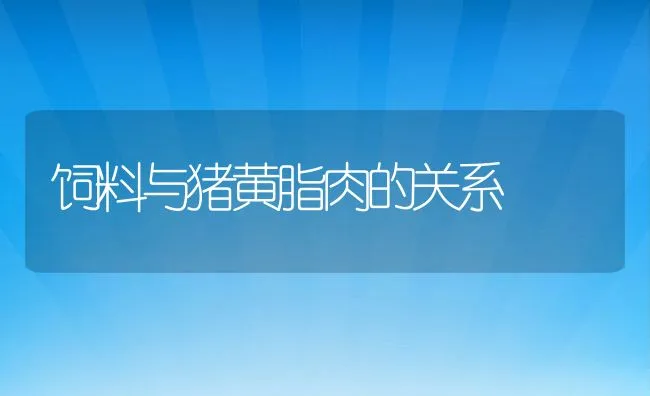 饲料与猪黄脂肉的关系 | 动物养殖饲料