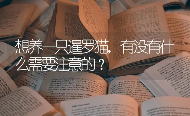 想养一只暹罗猫，有没有什么需要注意的？ | 动物养殖问答