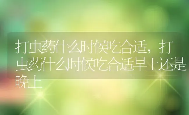 打虫药什么时候吃合适,打虫药什么时候吃合适早上还是晚上 | 宠物百科知识