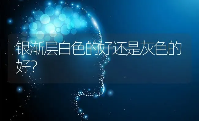 银渐层白色的好还是灰色的好？ | 动物养殖问答