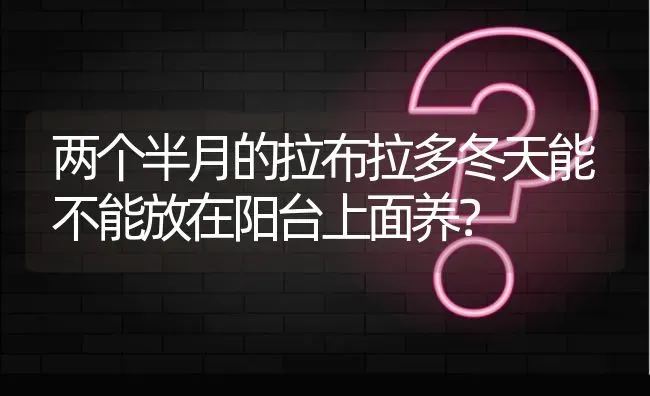 两个半月的拉布拉多冬天能不能放在阳台上面养？ | 动物养殖问答