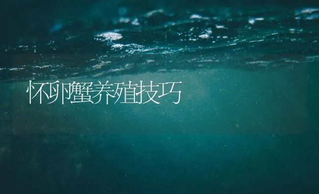 怀卵蟹养殖技巧 | 海水养殖技术