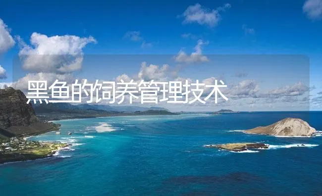 黑鱼的饲养管理技术 | 海水养殖技术