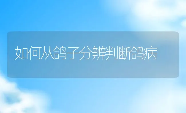 如何从鸽子分辨判断鸽病 | 动物养殖学堂