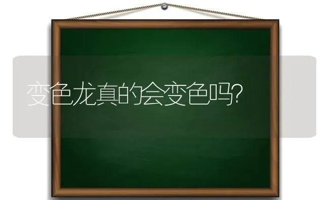 变色龙真的会变色吗？ | 动物养殖问答