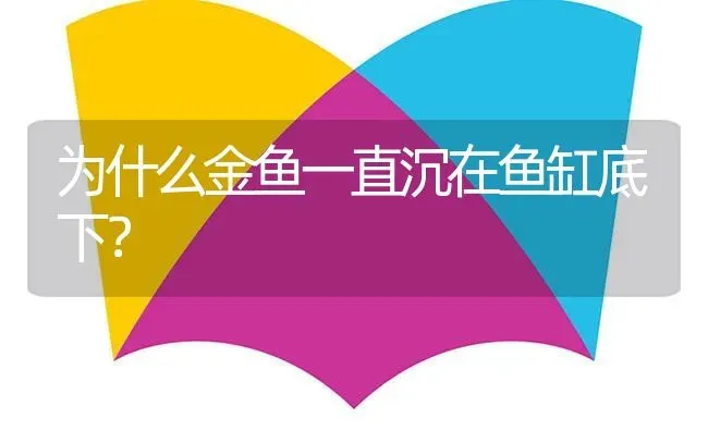 为什么金鱼一直沉在鱼缸底下？ | 鱼类宠物饲养