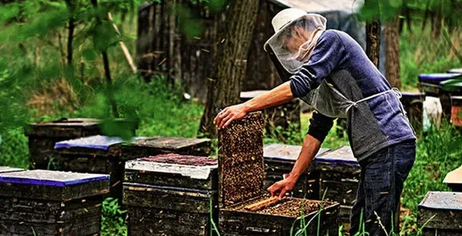 养蜂人工怎样分蜂呢？