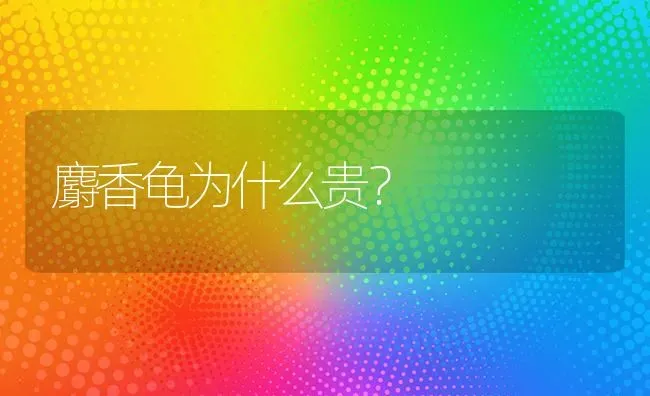 麝香龟为什么贵？ | 动物养殖问答