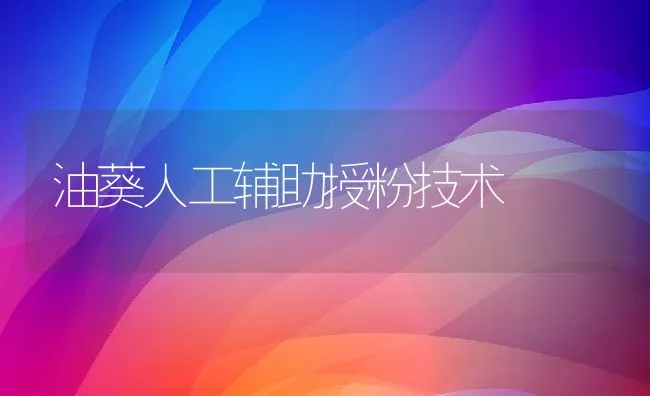 油葵人工辅助授粉技术 | 动物养殖学堂