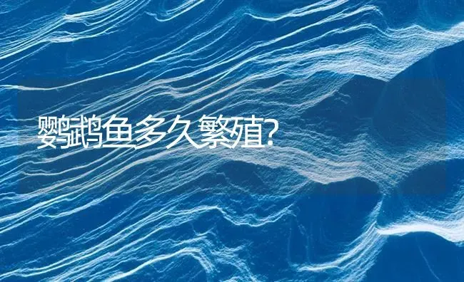 鹦鹉鱼多久繁殖？ | 鱼类宠物饲养