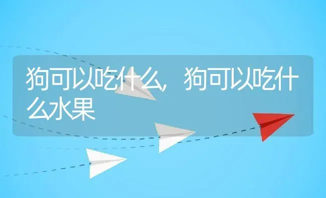 狗可以吃什么,狗可以吃什么水果 | 宠物百科知识