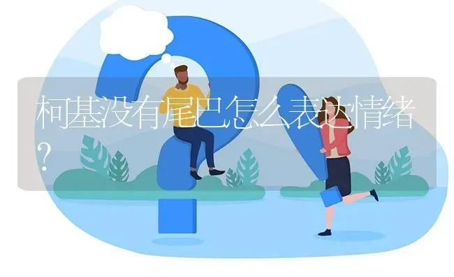 柯基没有尾巴怎么表达情绪？ | 动物养殖问答