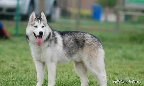 二哈和阿拉斯加的区别,哈士奇犬与阿拉斯加犬的对比和区分？