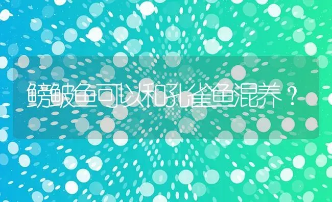 鳑鲏鱼可以和孔雀鱼混养？ | 鱼类宠物饲养