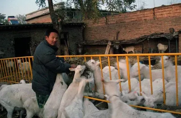 奶山羊高效饲养法