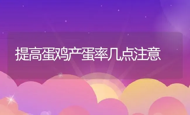 提高蛋鸡产蛋率几点注意 | 动物养殖教程