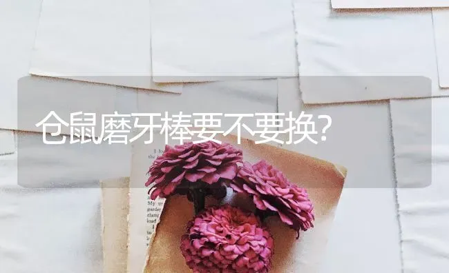 仓鼠磨牙棒要不要换？ | 动物养殖问答