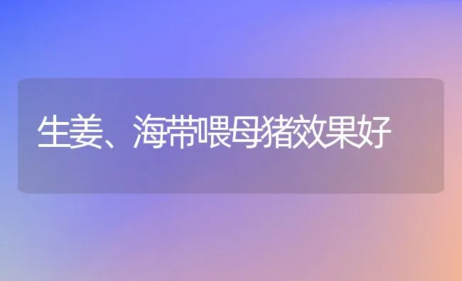 生姜、海带喂母猪效果好 | 动物养殖饲料