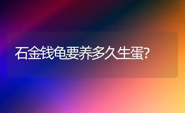 石金钱龟要养多久生蛋？ | 动物养殖问答