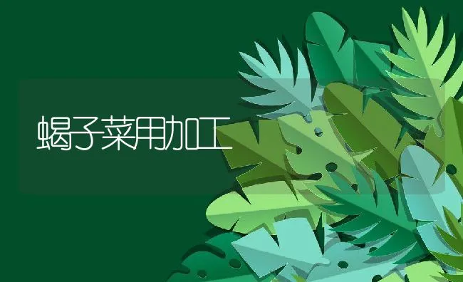 蝎子菜用加工 | 水产养殖知识