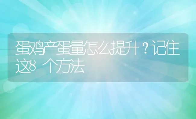 蛋鸡产蛋量怎么提升？记住这8个方法 | 动物养殖教程