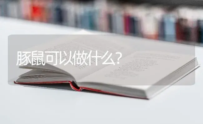 豚鼠可以做什么？ | 动物养殖问答