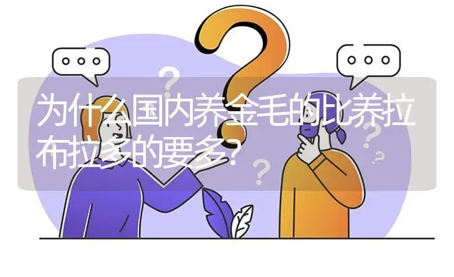 为什么国内养金毛的比养拉布拉多的要多？ | 动物养殖问答