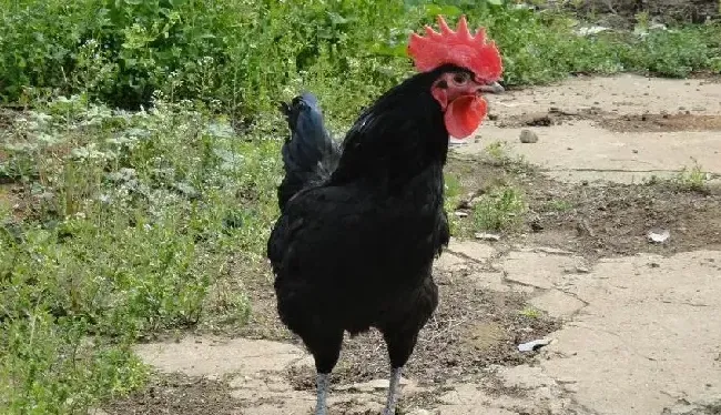 绿壳蛋鸡的饲养技术