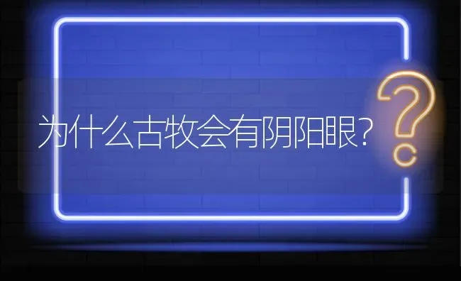 为什么古牧会有阴阳眼？ | 动物养殖问答