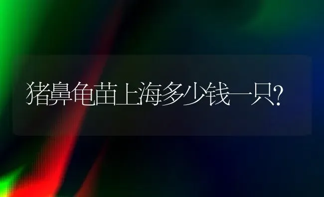 猪鼻龟苗上海多少钱一只？ | 动物养殖问答