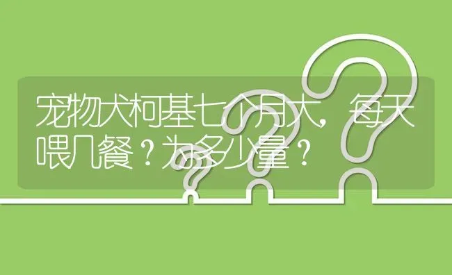 宠物犬柯基七个月大，每天喂几餐？为多少量？ | 动物养殖问答