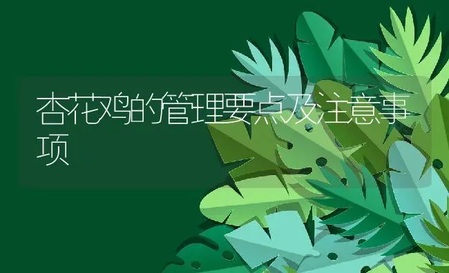 杏花鸡的管理要点及注意事项 | 动物养殖百科