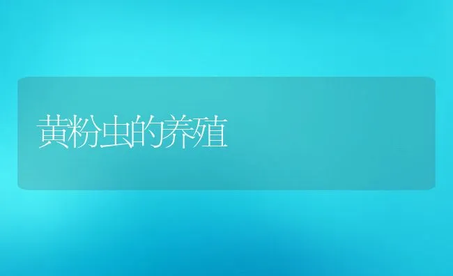 黄粉虫的养殖 | 动物养殖学堂