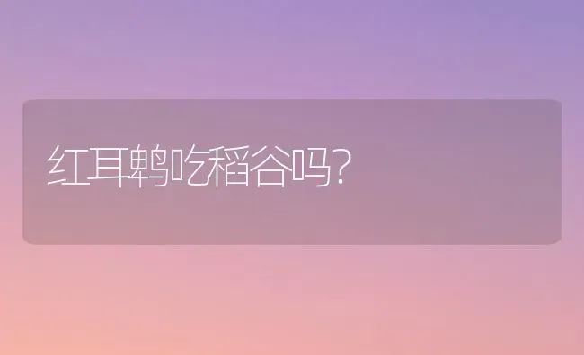 红耳鹎吃稻谷吗？ | 动物养殖问答