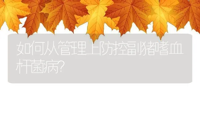 如何从管理上防控副猪嗜血杆菌病？ | 动物养殖学堂