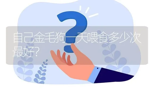 自己金毛狗一天喂食多少次最好？ | 动物养殖问答