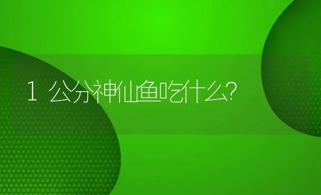 1公分神仙鱼吃什么？ | 鱼类宠物饲养