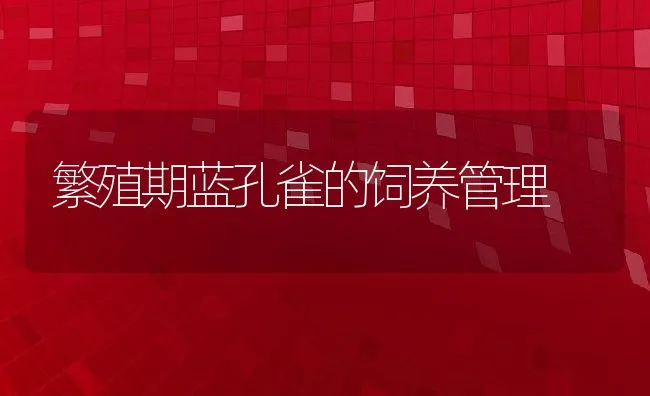 繁殖期蓝孔雀的饲养管理 | 水产养殖知识