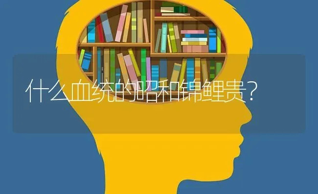 什么血统的昭和锦鲤贵？ | 鱼类宠物饲养