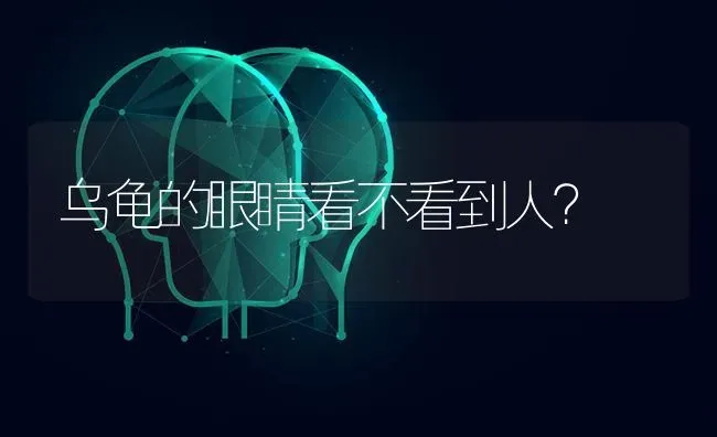 乌龟的眼睛看不看到人？ | 动物养殖问答