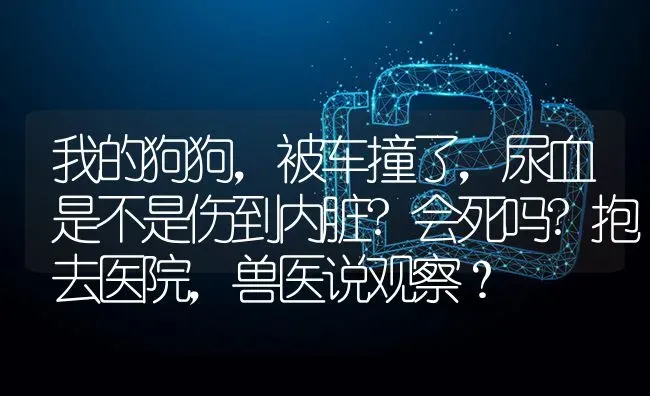 我的狗狗，被车撞了，尿血是不是伤到内脏?会死吗?抱去医院，兽医说观察？ | 动物养殖问答