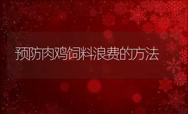 预防肉鸡饲料浪费的方法 | 动物养殖教程