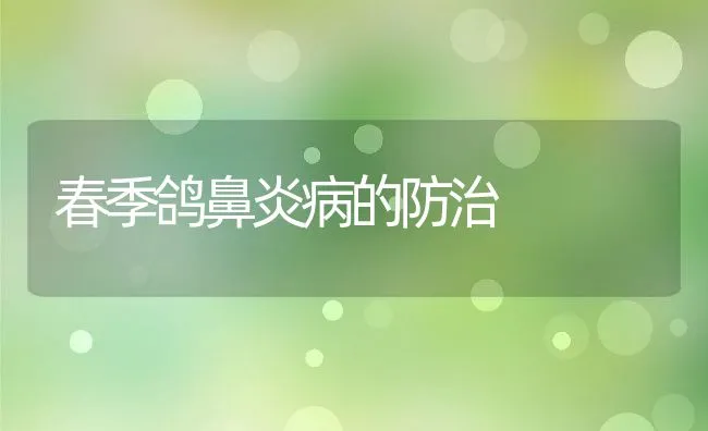 春季鸽鼻炎病的防治 | 水产养殖知识