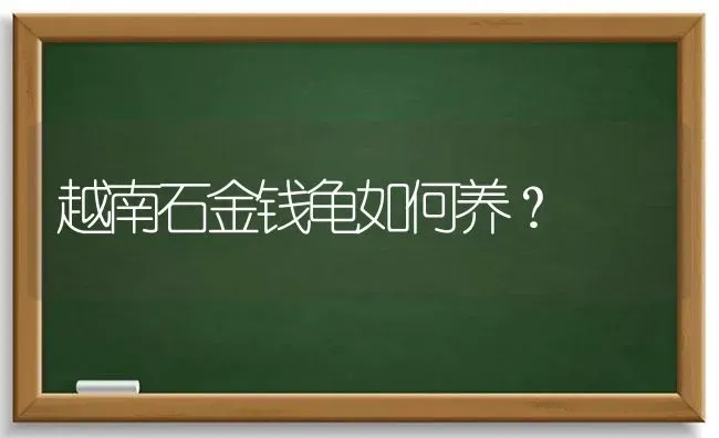 越南石金钱龟如何养？ | 动物养殖问答