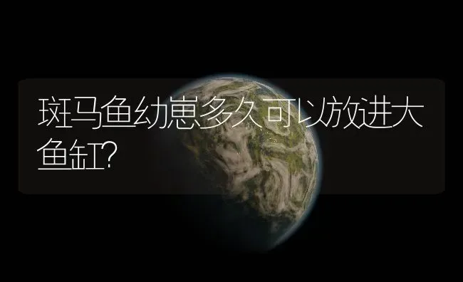 斑马鱼幼崽多久可以放进大鱼缸？ | 鱼类宠物饲养