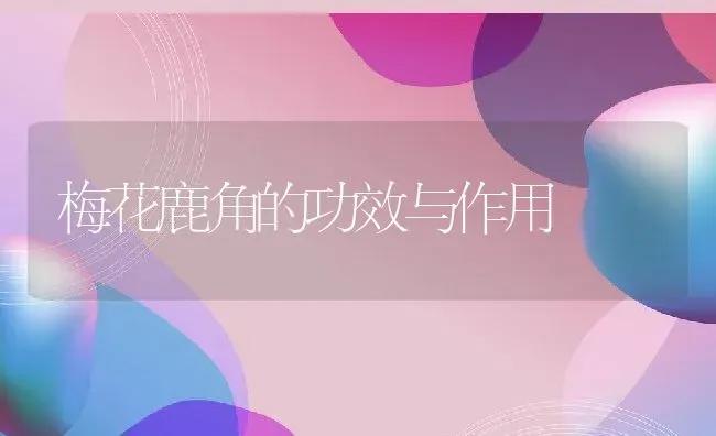 梅花鹿角的功效与作用 | 动物养殖百科