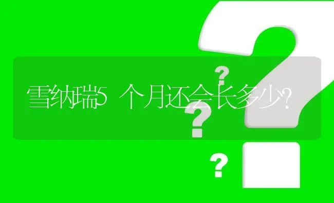 雪纳瑞5个月还会长多少？ | 动物养殖问答